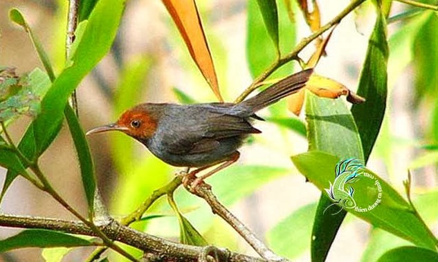 Chim chích và sâu đo (Bài đọc hiểu tiếng Việt lớp 3 - đề số 12) 